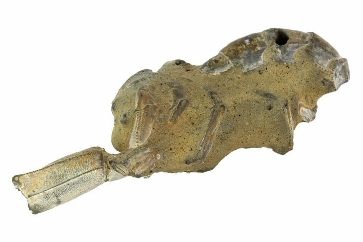 Fossil Mud Lobster (Thalassina) - Australia #95780